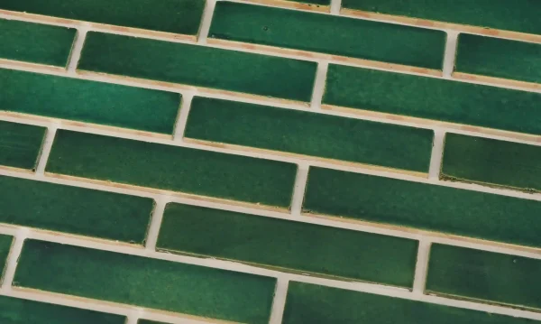 آجرنما لعاب سبز
